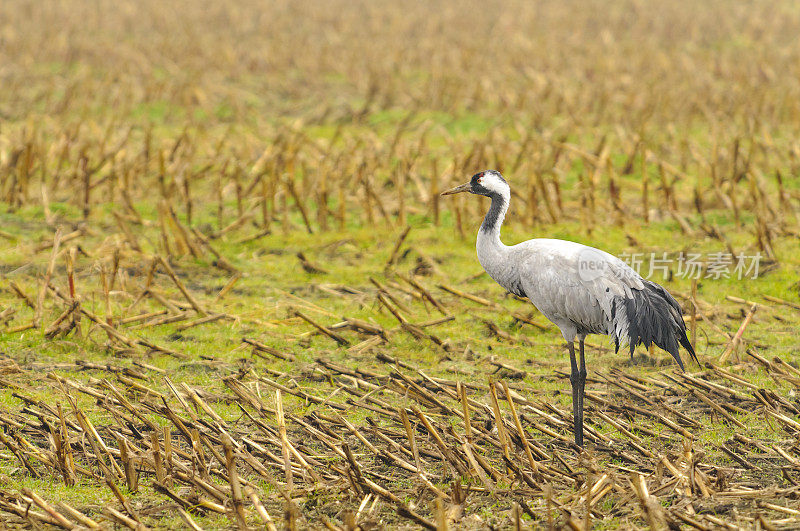 在迁徙季节的普通鹤(Grus Grus)